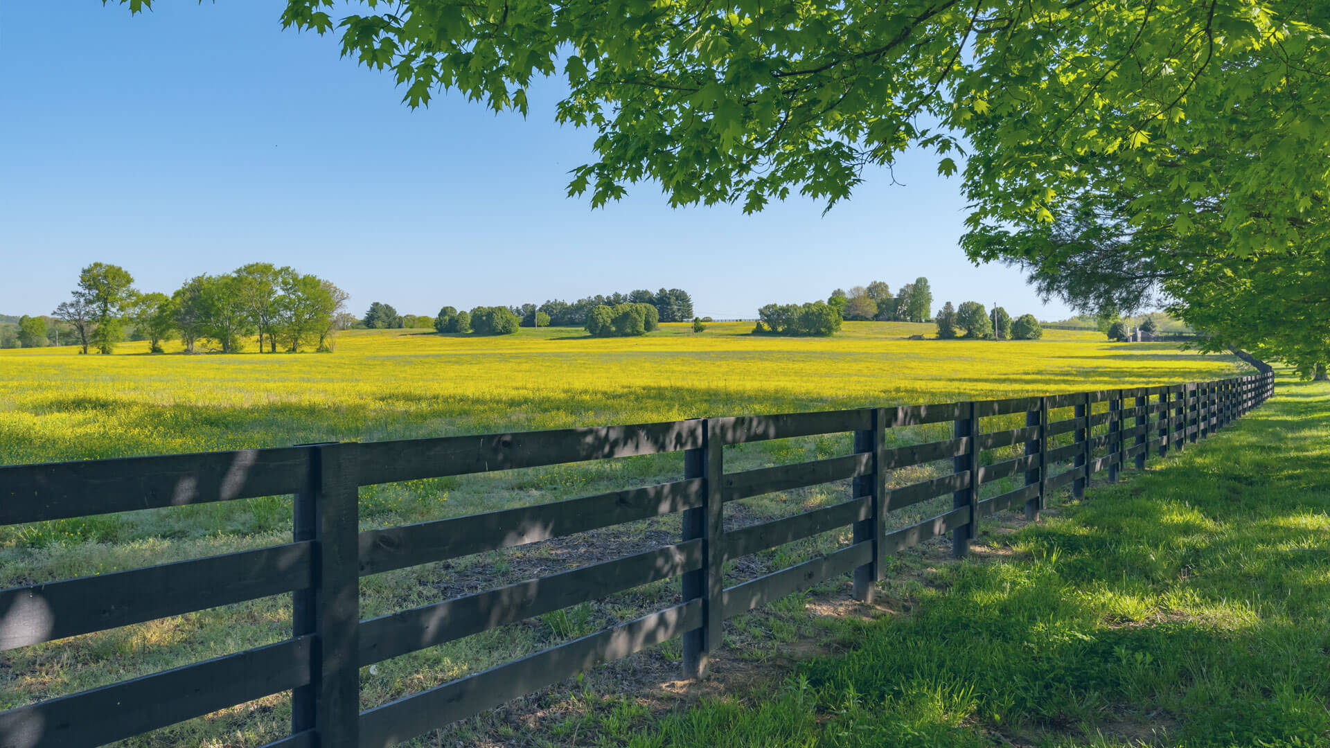 Property grass field with trees and fence
